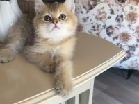 British shorthair golden ny25
