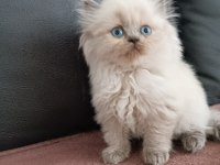 BLUE POİNT BRİTİSH LONGHAİR OĞLUMUZ