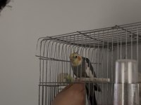 3 Tane Sultan Papağanı Çift Ve Tek