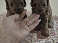 Toy Poodle A Kalite Safkan Kore