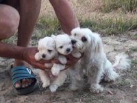 Maltese Terrier Bebekler
