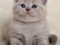 Nadir bulunan rengiyle Lilac british shorthair