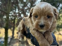 En Kaliteli Maltipoo Yavruları