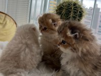 Scottish fold longhair (Golden & silver)