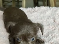 45 günlük 5 yavru yorkshire terrier