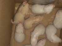 SURİYE HAMSTER YAVRU VE SAĞLIKLI