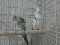 Sultan papağanı white face takım