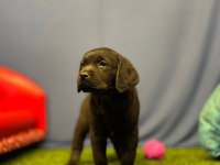 Renk Renk Labrador Yavrularımız