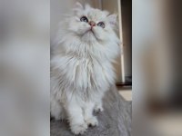 Üst kalite son erkek british longhair yavrum atlas