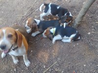 Sevimli beagle cinsi yavrular