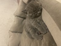 Yavru scottish fold minnoşlarımız