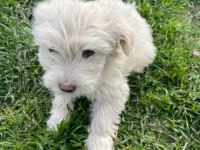 Maltipoo bebek köpekler