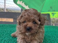 Kore Kan Toy Poodle Dişi Bebek