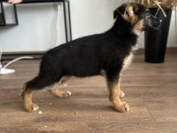 SHOWLİNE MÜTHİŞ ANATOMİ PİGMENT ALMAN ÇOBAN KÖPEKLERİ