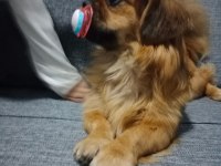 Cins pekinez köpeğimize yuva arıyoruz