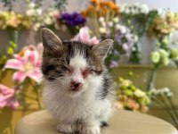 İKİ GÖZÜ DE GÖRMÜYOR KEDİMİZİN ÇOK ACİL YUVA