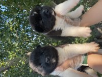 Amerikan Akita yavrular
