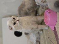 Golden point scottish fold dişi
