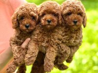 Anatomi Güzeli Poodle Bebekler