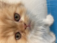 İran (Persian) Kedisi 2 Erkek ve 1 Dişi