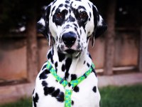 Anne altından dalmaçyalı (dalmatian) yavrular