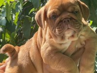 SİTENİN EN ŞİRİN İNGİLİZ BULLDOG YAVRULARI