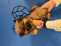 ÜRETİM ÇİFTLİĞİNDEN KIZIL CHOW CHOW YAVRULARI