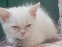 British erkek cins kedi 2 aylık