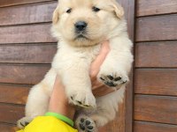 GOLDEN RETRİEVER YAVRULARI