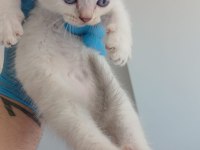 Boncuk Gözlü Scottish Fold Bebekler Teslime Hazır