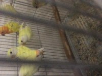 Bebek sevda papağanı eğitime açık