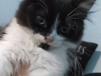 Ücretsiz british longhair sahiplendirme