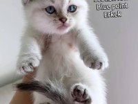 Scottish fold dişi