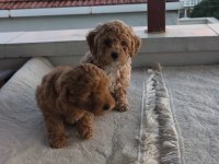 Toy poodle yavruları