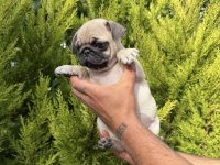 Mini pug yavrumuz