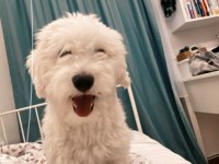 Beyaz terrier kızıma aile arıyoruz