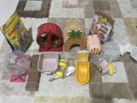 Evcil 8 aylık suriye hamster