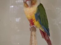 Pineapple Konur Papağanımız Uygun