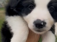 Çok Özel Son 2 Yavru Köpeğimiz