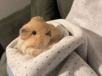 Uygun fiyatlı ginepig