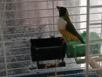 2024 ve 2025 çok bakımlı golden finch