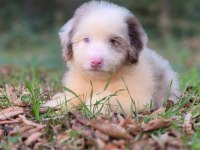 Blue merle ausiee doodle yavrumuz