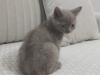 British shorthair yavrumuz yeni sahibini arıyor