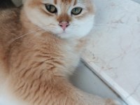 Tamamen Ücretsiz British Shorthair Golden