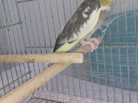 Pied Sultan Papağanı Dişidir