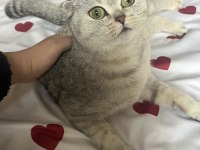 Yuvarlak kafam scottish fold