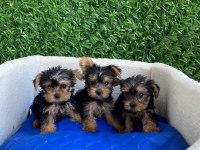 TEACUP YORKİ BEBEKLER DİŞİ ERKEK MEVCUT KAPIDA ÖDEME