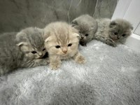 GÜZEL SCOTTİSH FOLD YAVRULARIMIZ