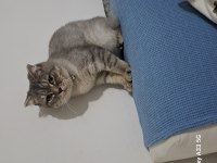 7 aylık dişi uysal scottish fold