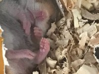 Sağlıklı yavru hamster